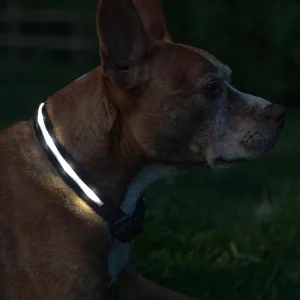 Blazin Light Up Dog Collar - The Original LED Dog Collar - USB Rechargeable - Waterproof - 1,000 Feet of Visibility - Dog Collar Light for Small, Medium, Large Dogs - US Brand